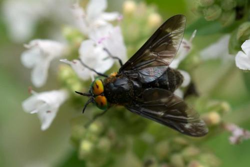 Réf. 105 563 : Chrysops caecutiens