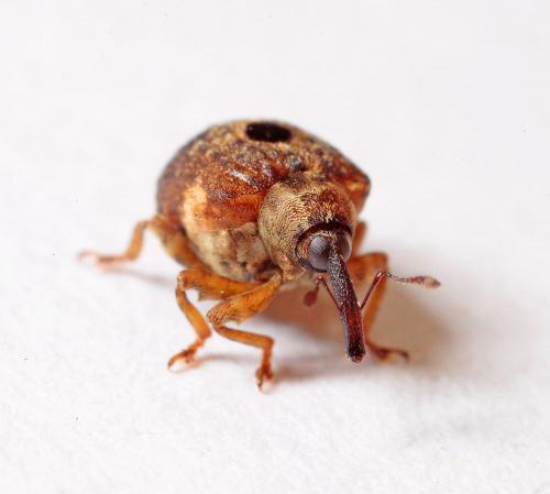 Cionus schoenherri