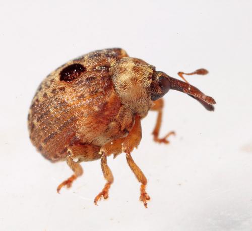 Cionus schoenherri