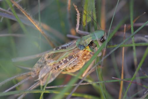 Réf. 105 010 : Decticus verrucivorus verrucivorus