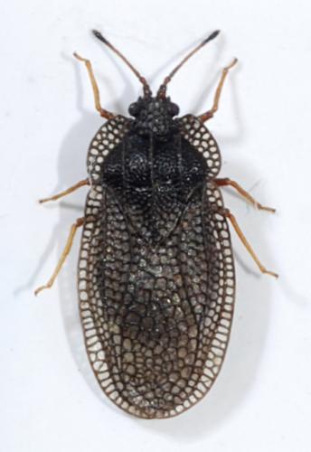 Réf. 105 163 : Acalypta platycheila