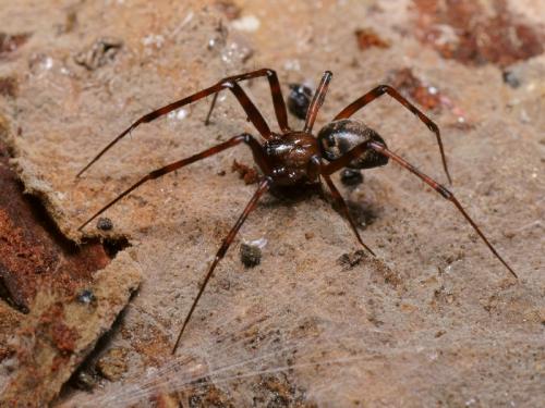 Réf. 105 081 : Pimoa rupicola