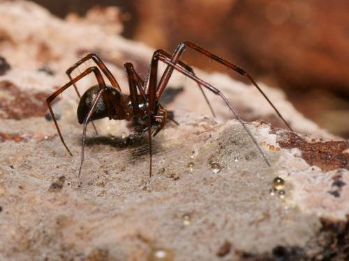 Réf. 105 083 : Pimoa rupicola