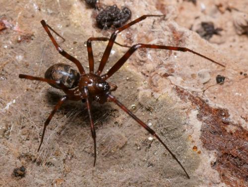 Réf. 105 082 : Pimoa rupicola