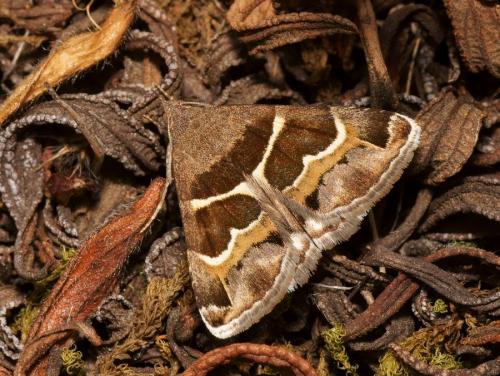 Réf. 105 031 : Grammodes stolida
