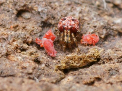 Theridion hannoniae