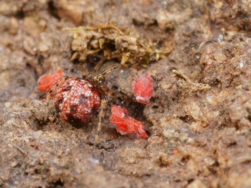 Theridion hannoniae