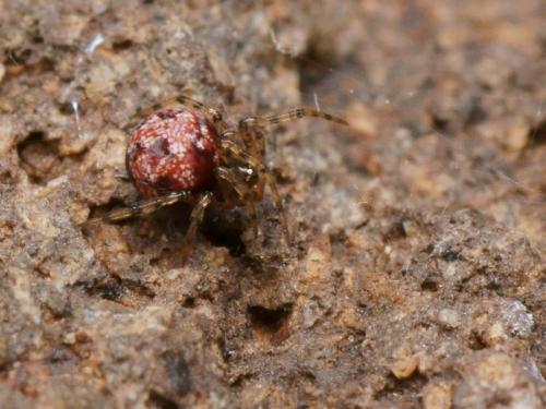 Theridion hannoniae