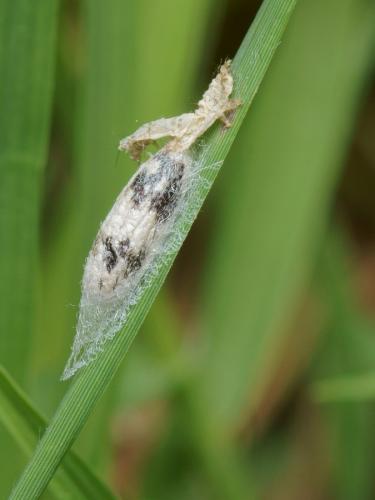 Réf. 105 087 : Diadegma sp.