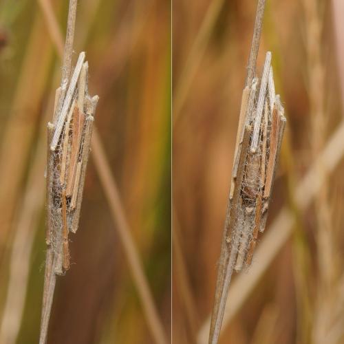 Réf. 105 092 : Diadegma sp.