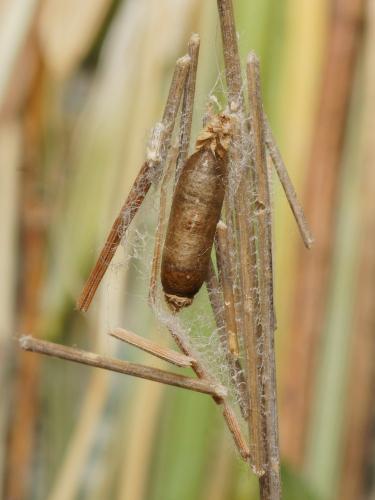 Réf. 105 093 : Diadegma sp.