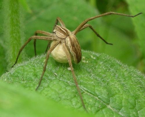 Réf. 105 964 : Pisaura mirabilis