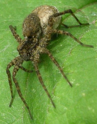 Pardosa sp.