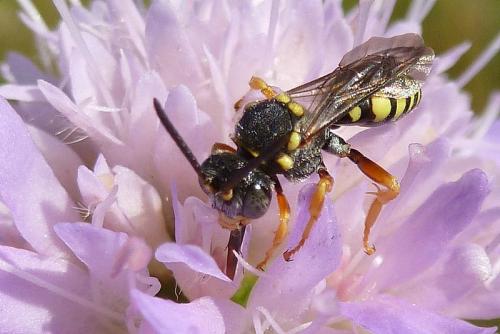 Réf. 105 495 : Nomada flavopicta