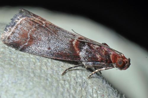 Réf. 105 227 : Acrobasis advenella