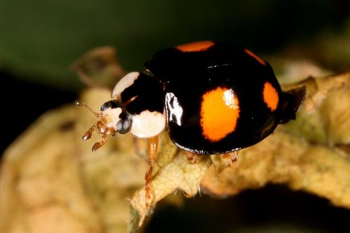 Harmonia axyridis