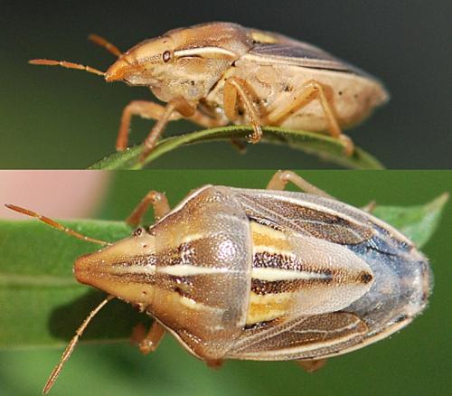 Réf. 105 970 : Aelia rostrata cognata