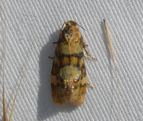 Aethes tesserana