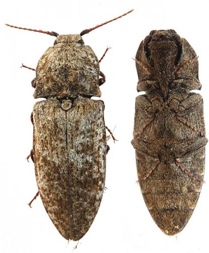 Réf. 105 908 : Agrypnus murinus