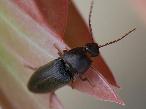 Réf. 105 221 : Melanotus dichrous