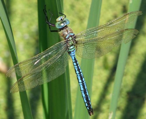 Réf. 105 435 : Anax imperator