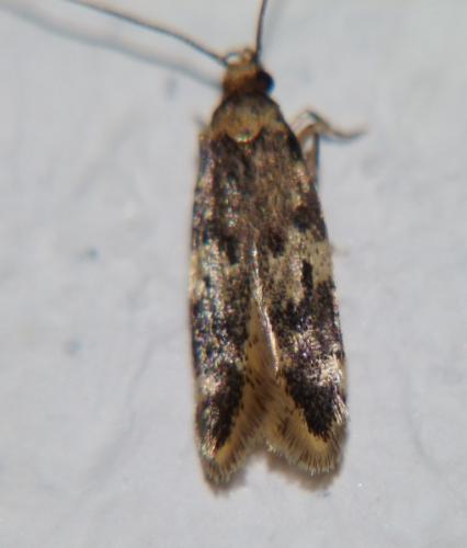 Réf. 105 805 : Apatema impunctella