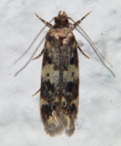 Réf. 105 819 : Apatema impunctella