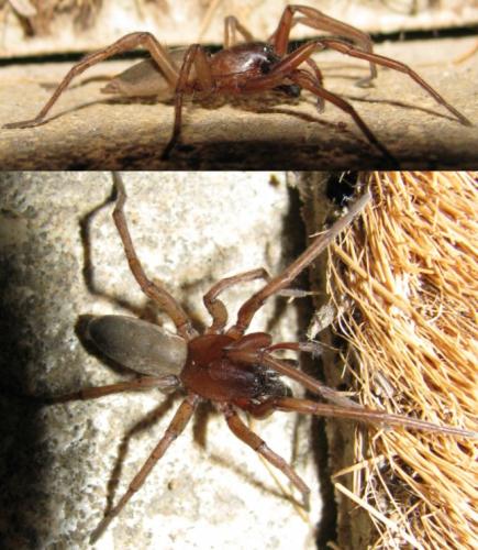 Drassodes sp.
