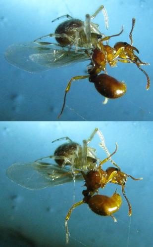 Réf. 105 778 : Myrmica sp.
