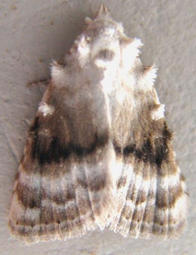 Réf. 105 447 : Meganola albula