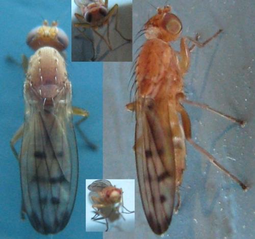 Opomyza florum