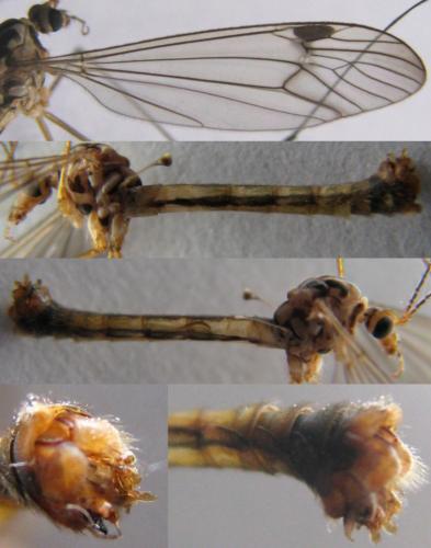 Nephrotoma quadrifaria
