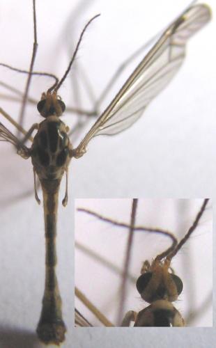 Réf. 105 309 : Nephrotoma quadrifaria