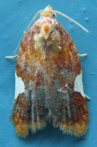 Acleris holmiana