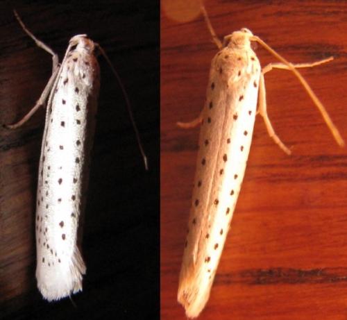 Yponomeuta evonymella