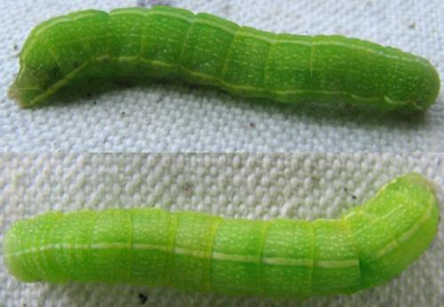 Réf. 105 522 : Orthosia incerta
