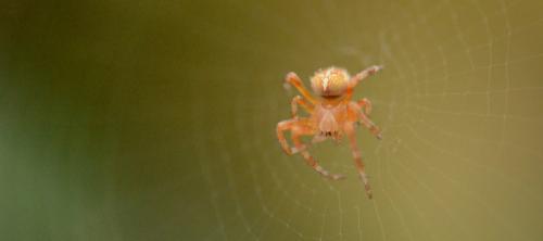 Araneus diadematus