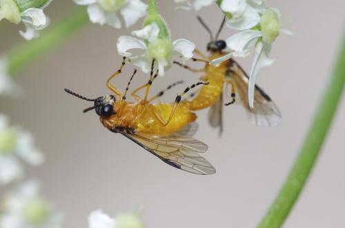 Réf. 105 812 : Athalia rosae