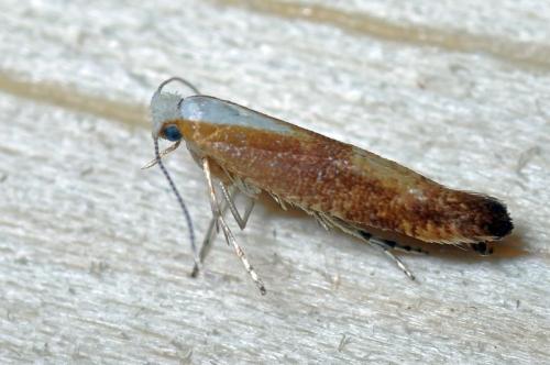 Réf. 105 291 : Argyresthia albistria
