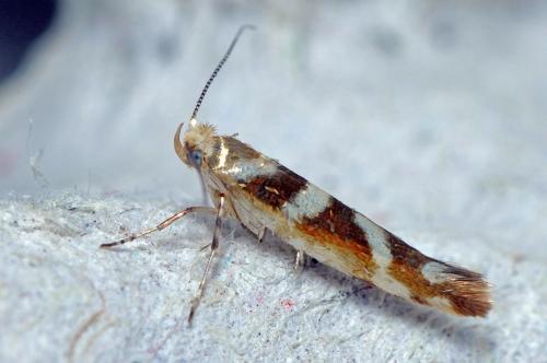 Réf. 105 290 : Argyresthia goedartella