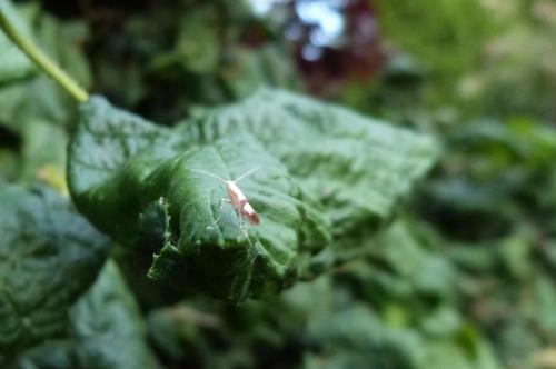Argyresthia sp.