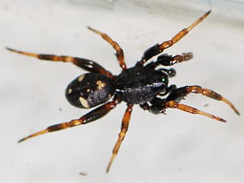 Asagena italica