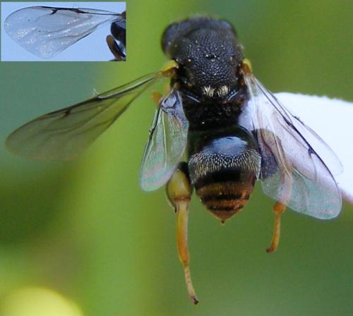 Brachymeria femorata