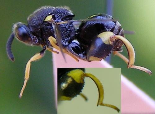 Brachymeria femorata