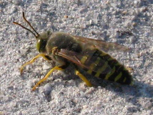 Réf. 105 063 : Bembix rostrata