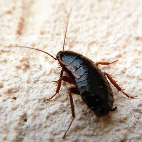Réf. 105 458 : Loboptera canariensis