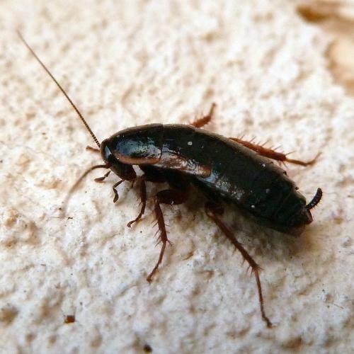 Loboptera canariensis