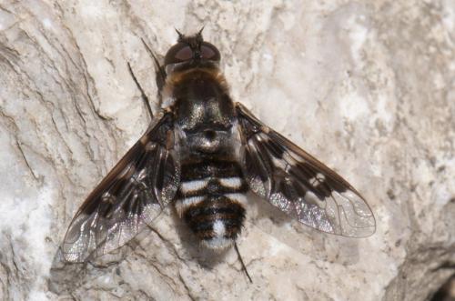 Réf. 105 268 : Thyridanthrax sp.