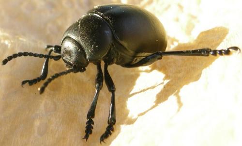 Timarcha tenebricosa