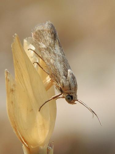 Brachodes funebris
